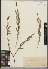 Foto von Salix purpurea L.